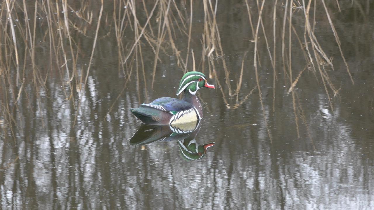 Avian X Topflight Realistic Floating Wood Duck Decoys with Weight-Forward Swim Keel, Set of 6 (Multicolor) customer photo 1
