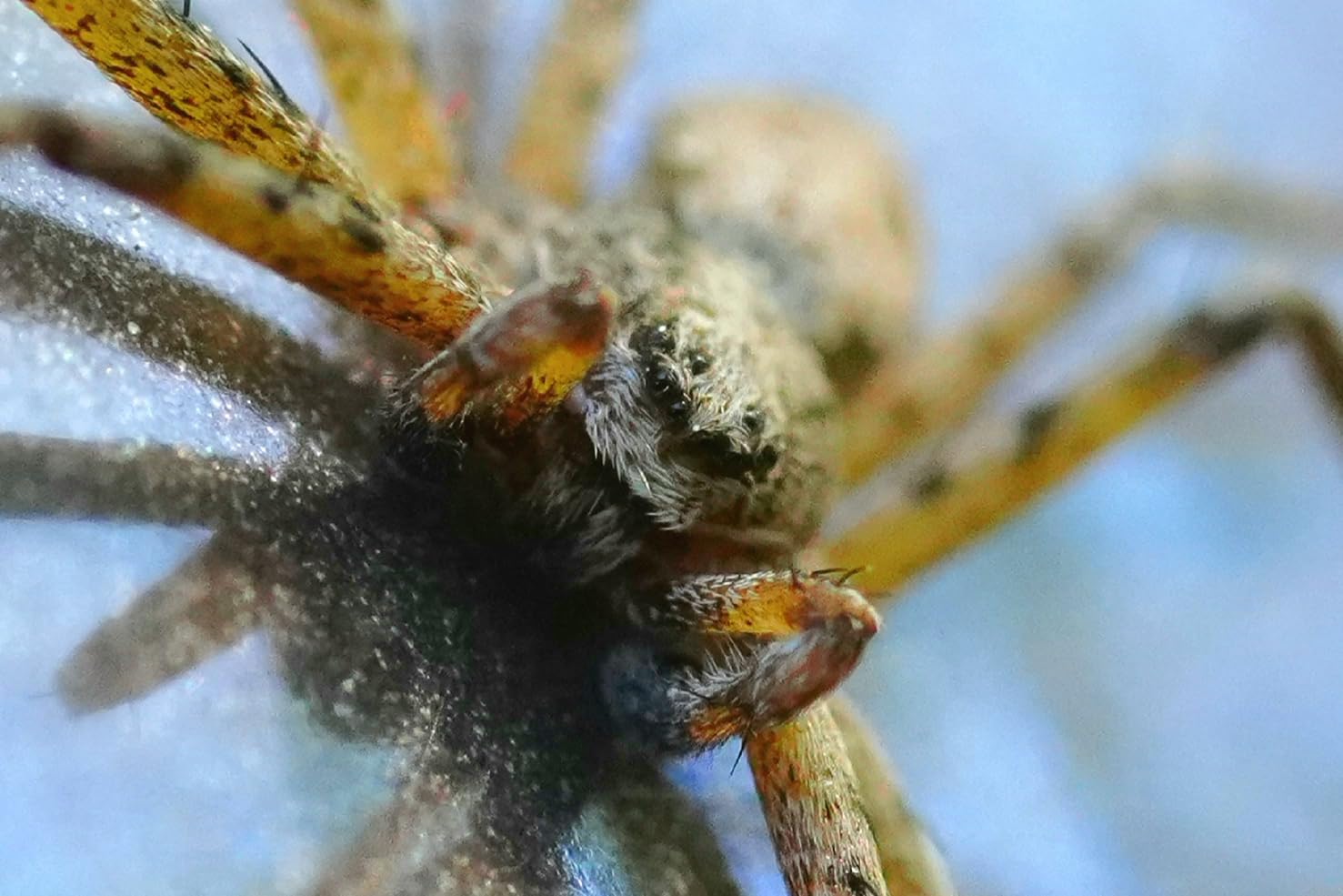 Sony FE 90mm F2.8 Macro G OSS Full-Frame Lens customer photo 2