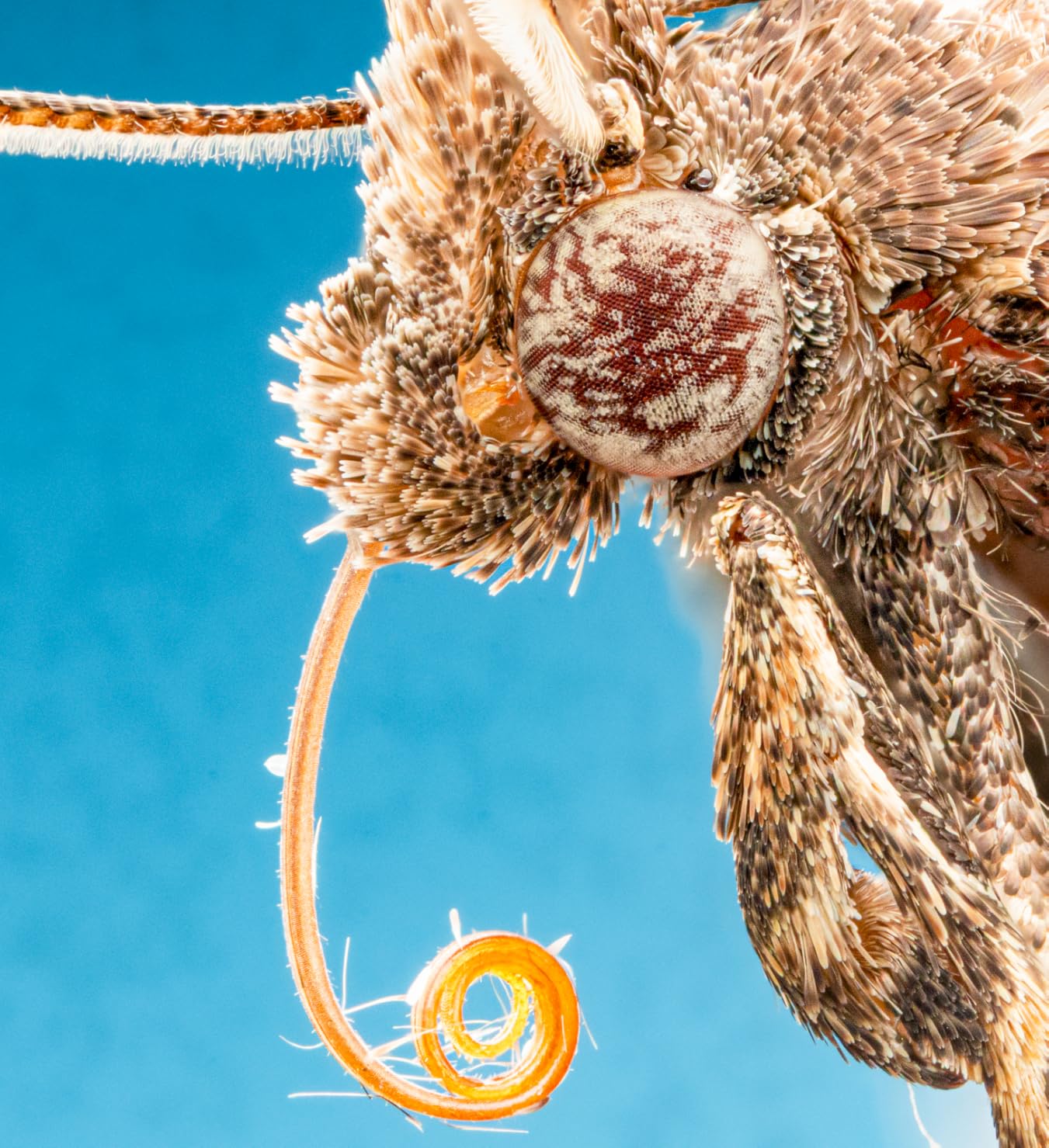 Venus Optics Laowa 25mm f/2.8 2.5-5X Ultra-Macro (Sony FE Mount) customer photo 2