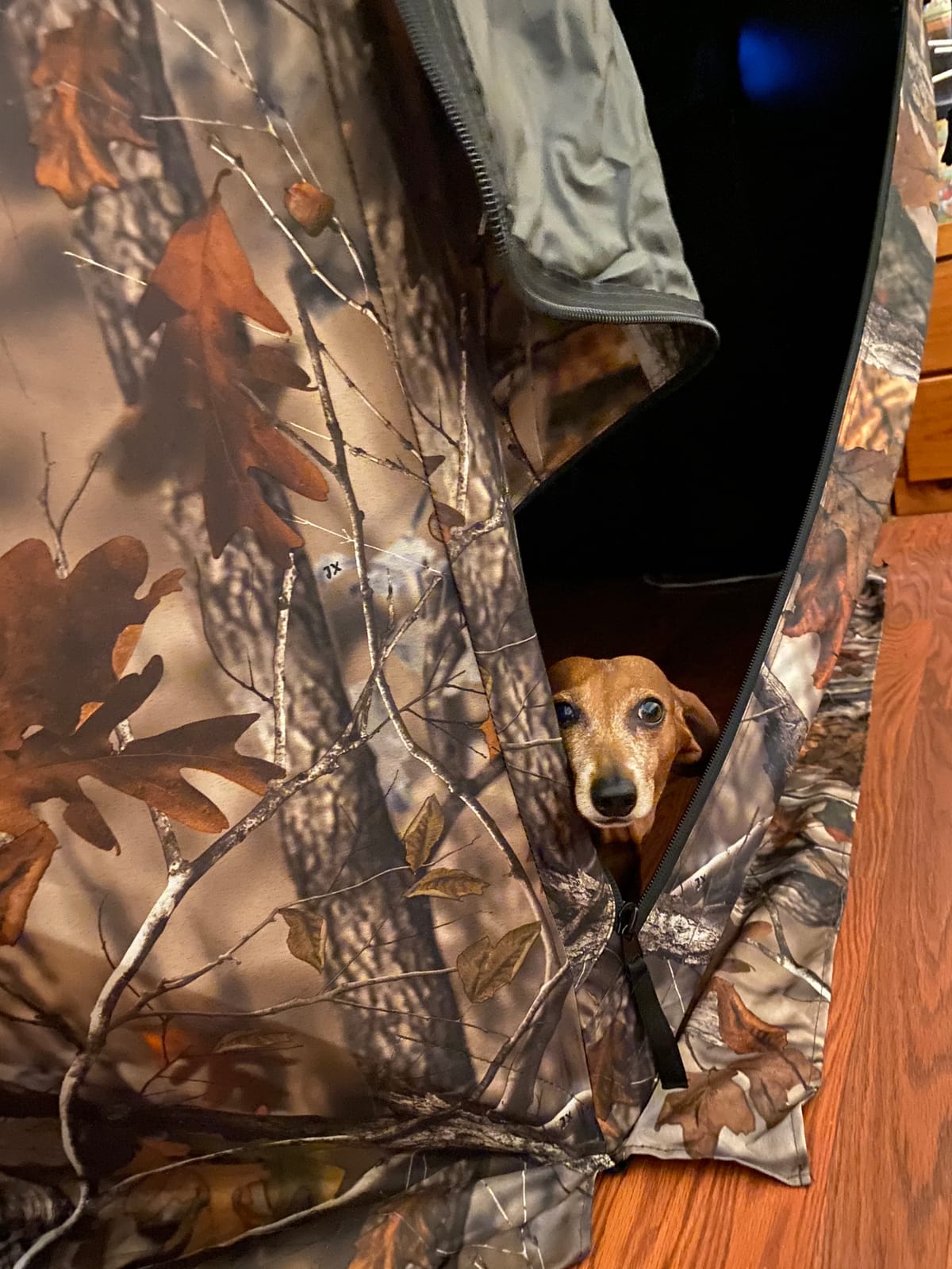 THUNDERBAY Gobbler Lodge 5-Side Hunting Blind, 4 Person Ground Blind for Deer Hunting, 300D Oxford Fabric Deer Ground Blind for Deer Hunting customer photo 1