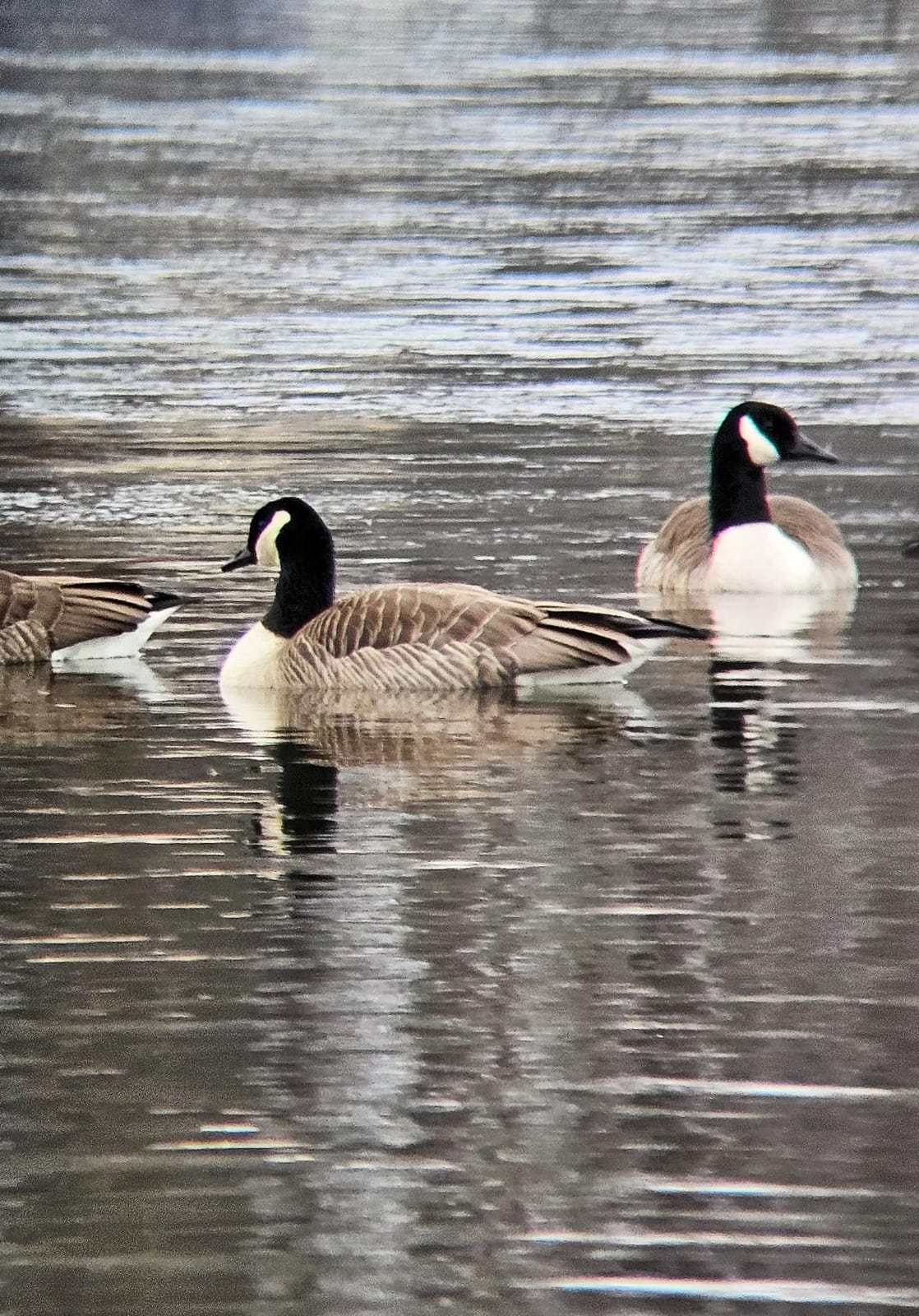 Bushnell H2O Binoculars customer photo 2