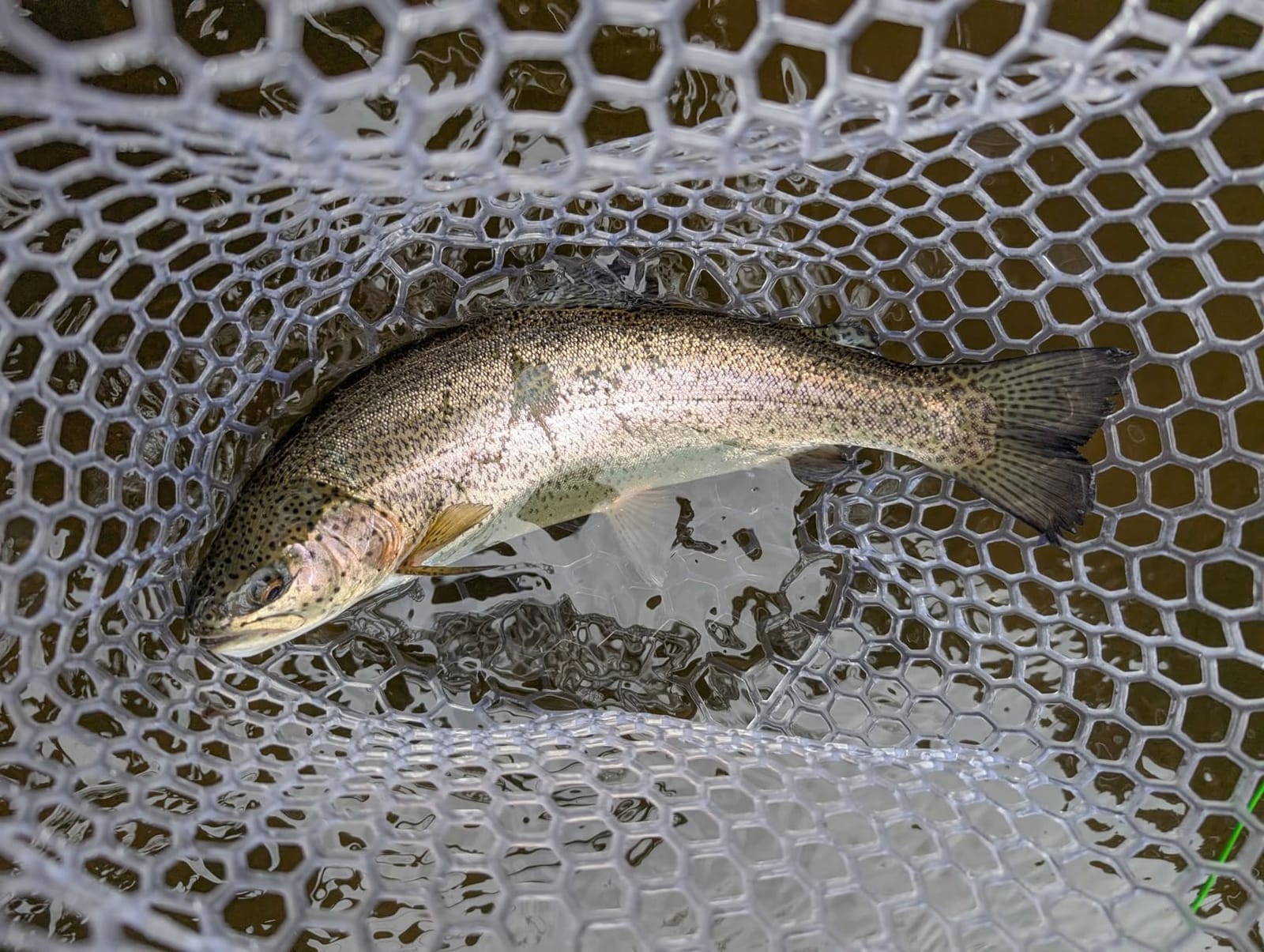 SF Fly Fishing Landing Net Soft Rubber Mesh Trout Net Catch and Release Net customer photo 1