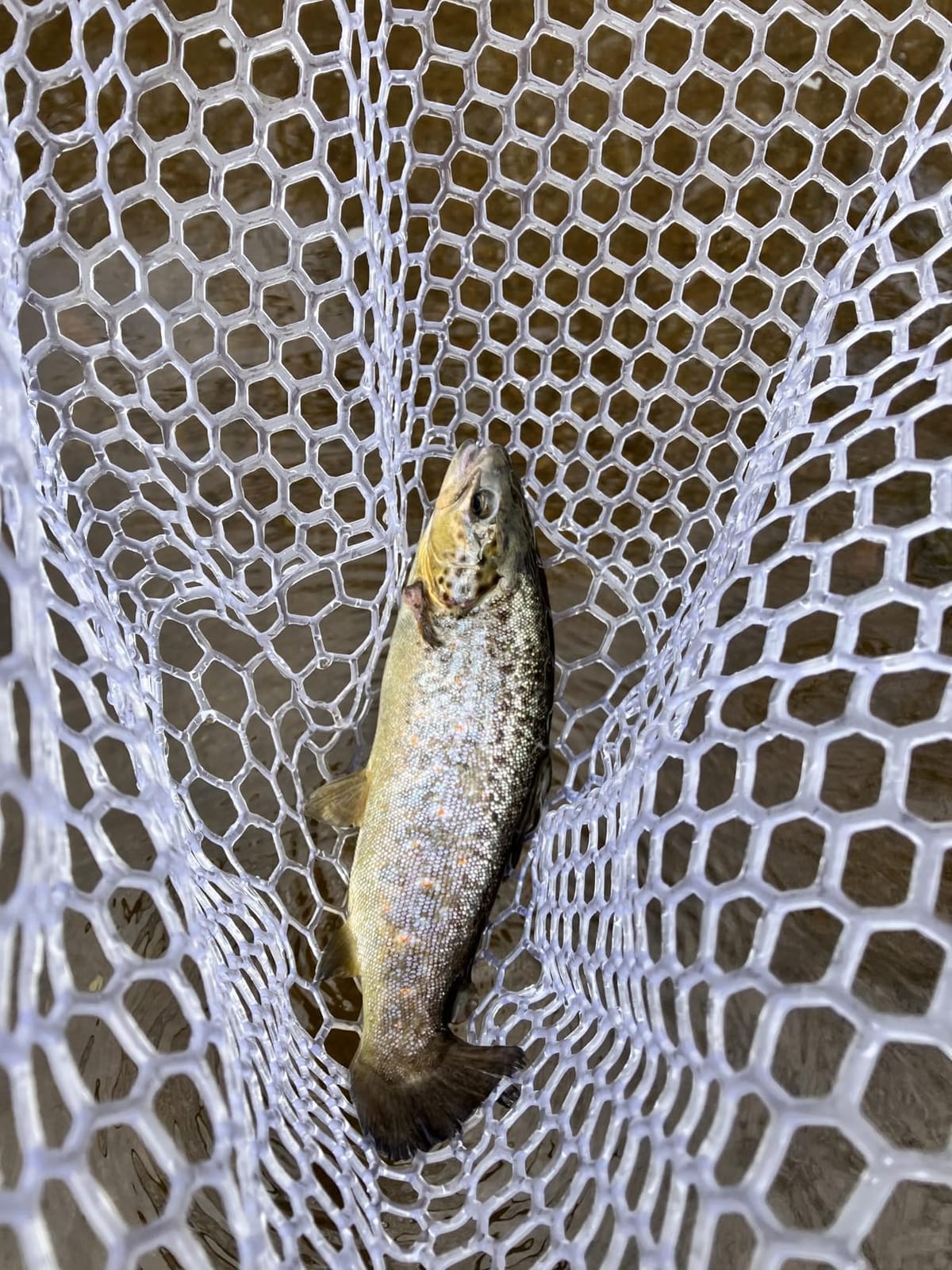 SF Fly Fishing Landing Net Soft Rubber Mesh Trout Net Catch and Release Net customer photo 2