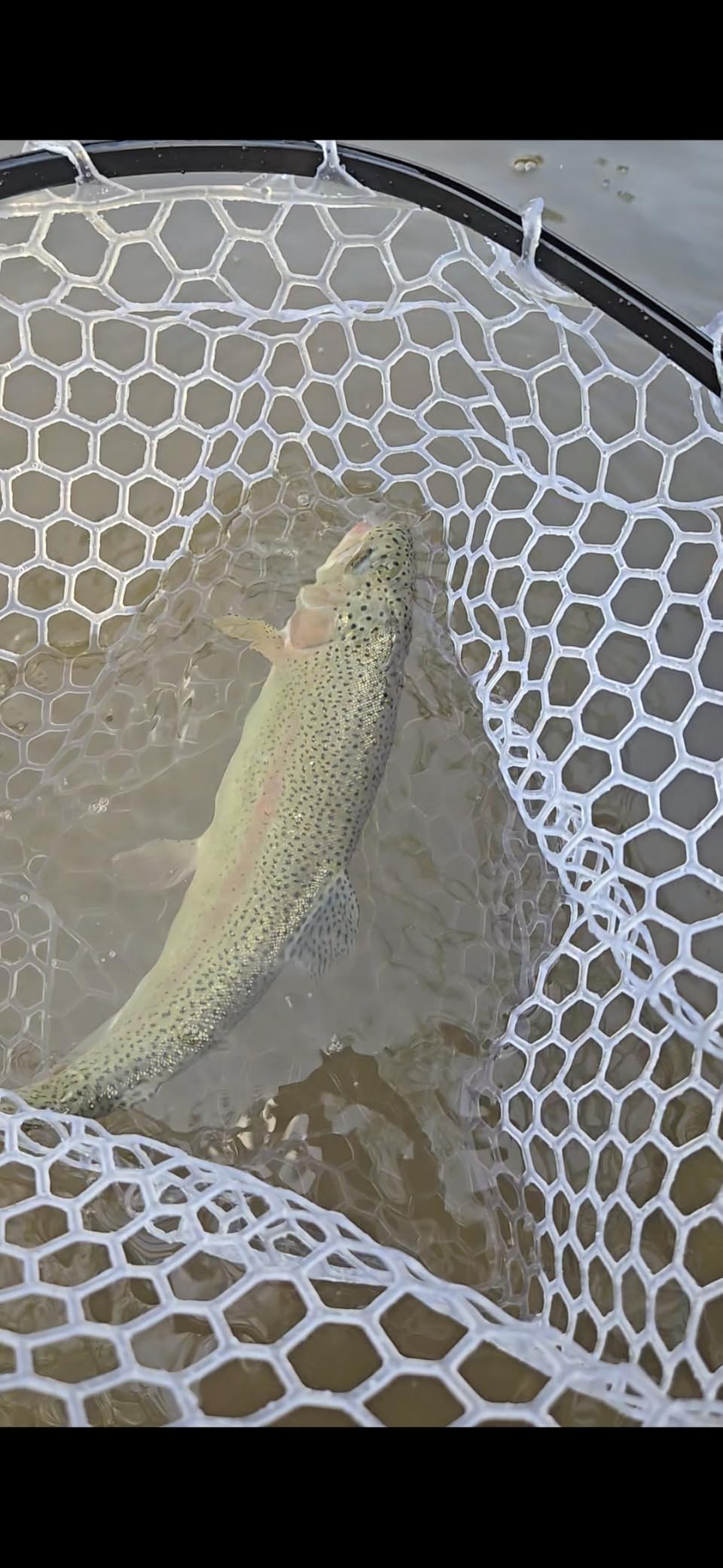 GOODCAT Fly Fishing Net, Bass Trout Landing Net, Folding Fishing Nets Fresh Water, Safe Fish Catching or Releasing, Fly Fishing net Magnetic Release customer photo 1